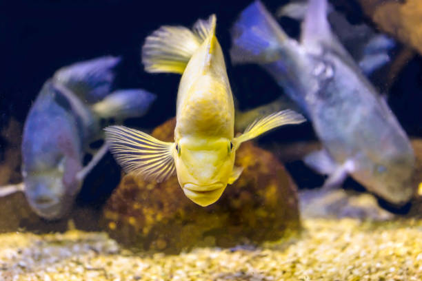 Healthy Lemon Oscar in a community tank