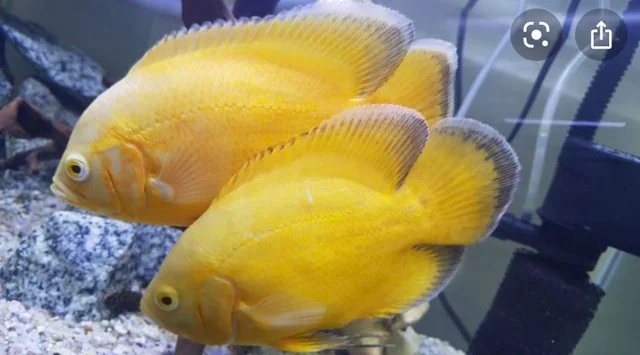 Two Lemon Oscars in an ideal tank setup