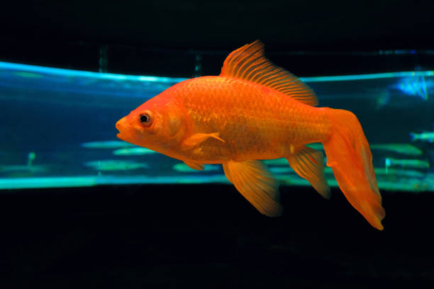 Orange Vailtail Goldfish