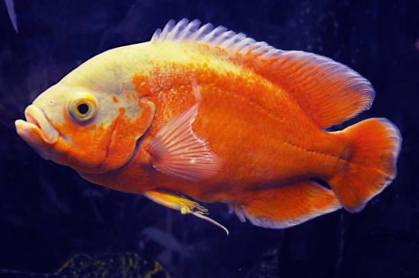 Characteristics of the Red Oscar Fish