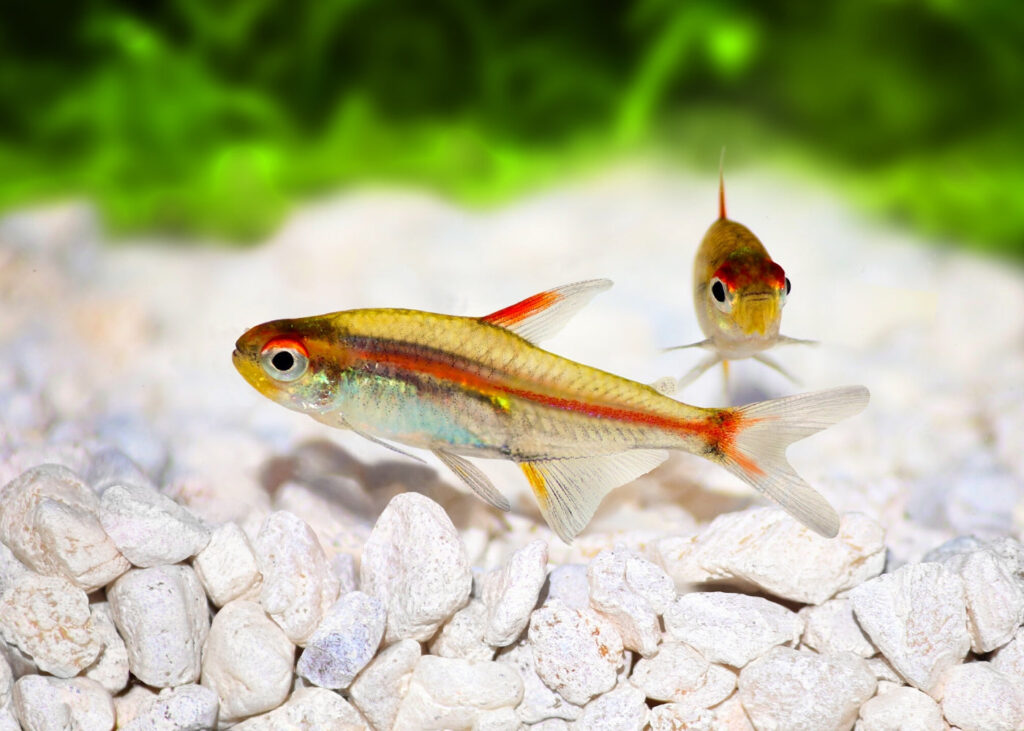 Incubation period and care for glowlight tetra eggs