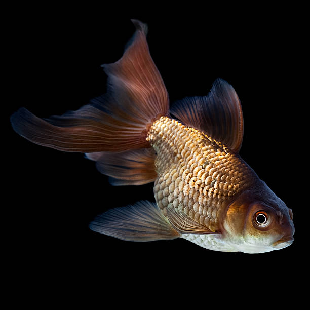 Black Vailtail Goldfish