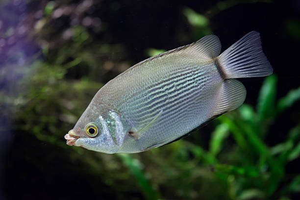 Gouramis