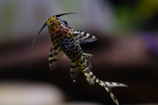 Synodontis Catfish