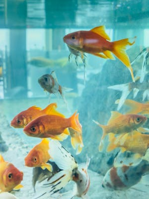 Veiltail Goldfish in a cozy aquarium