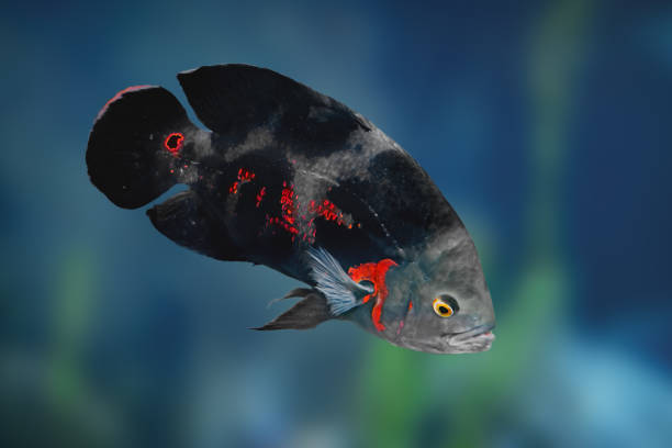 Black Oscar Fish with unique markings.