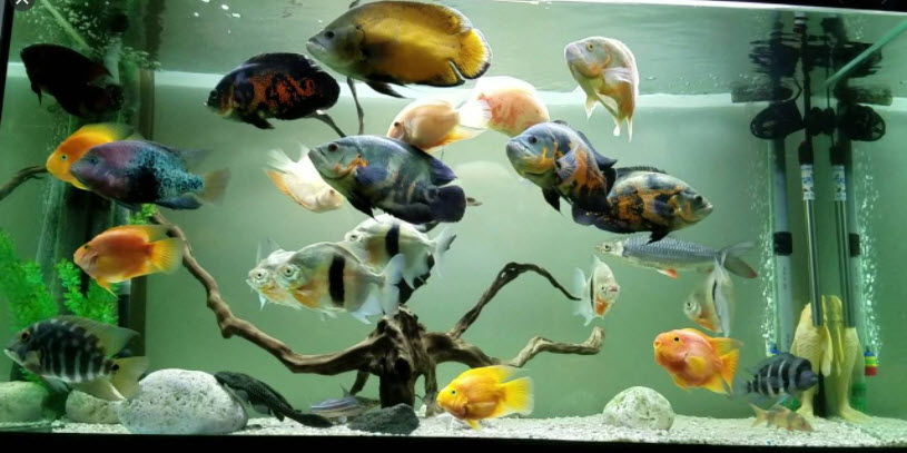 Oscar Fish Community tank