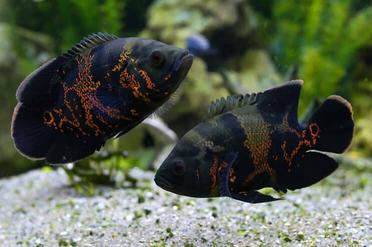 Two happy and healthy Black Oscar Fish