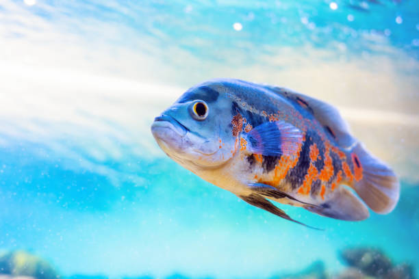 Inquisitive Blue Oscar Fish swimming in its tank