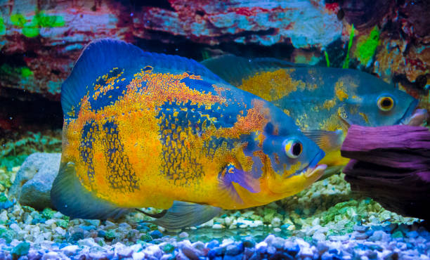 A pair of beautiful Blue Oscar Fish in n ideal tank