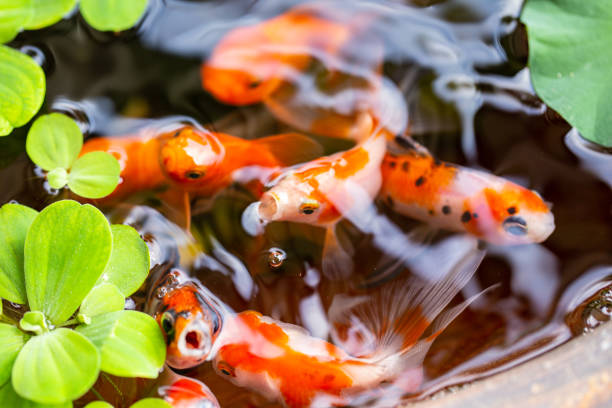 Goldfish in community pond