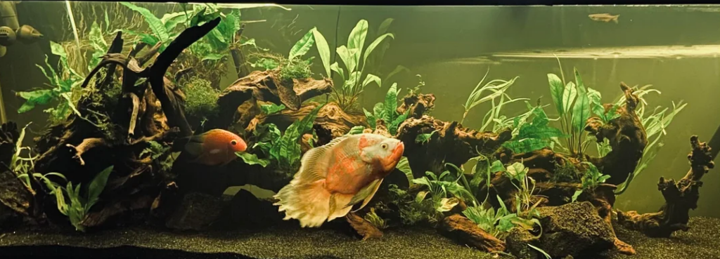 Veiltail Oscar fish in an ideal planted and spacious tank