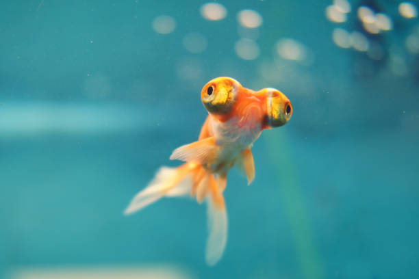 Complete Guide to Celestial Eye Goldfish