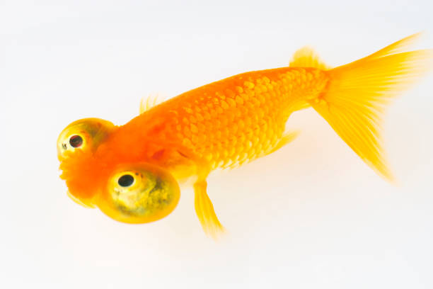 Where is the Celestial Eye Goldfish come from?