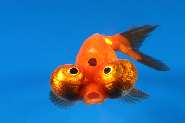 Cute Celestial Eye Goldfish