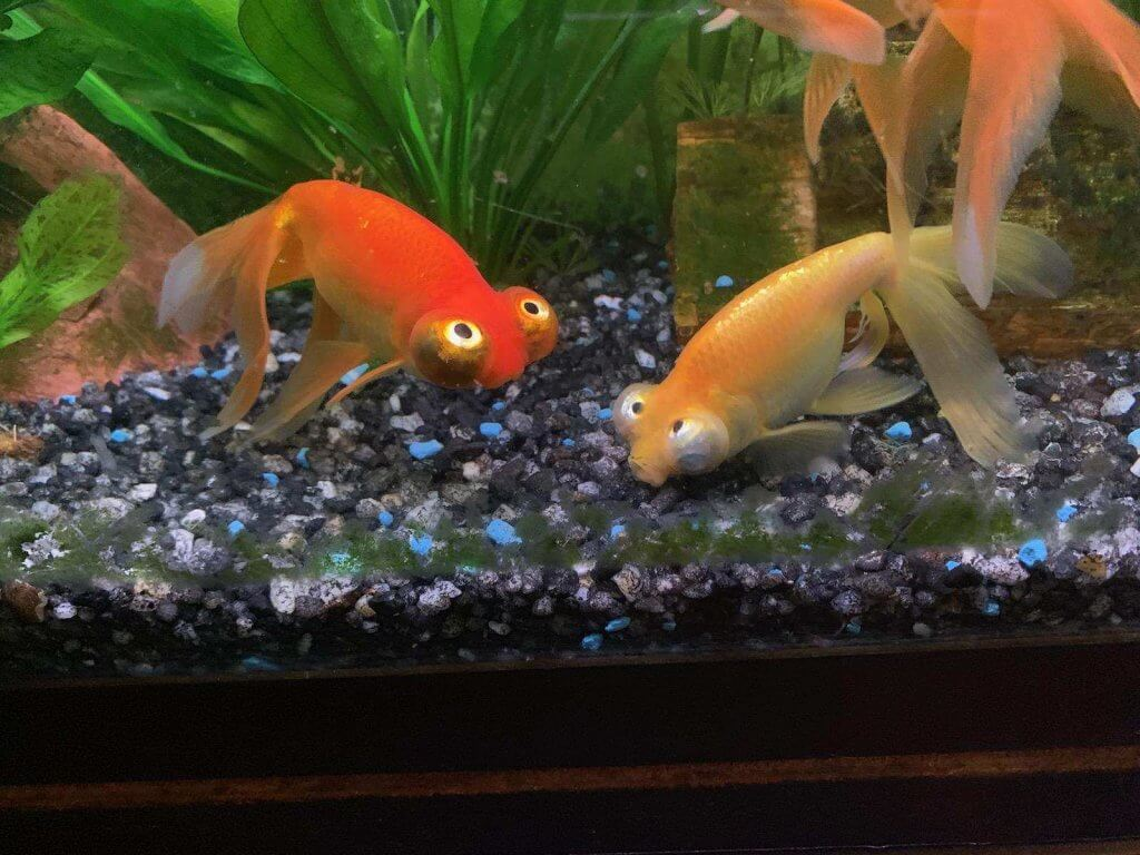 Can you help but laugh looking as these fish?