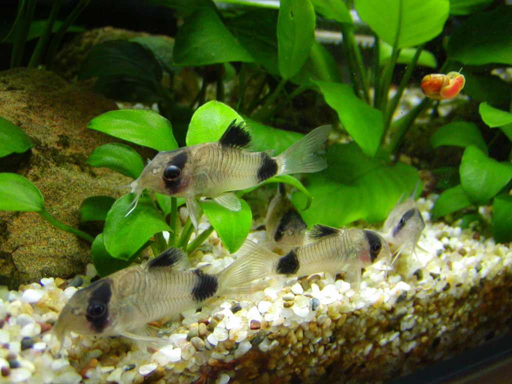 Understanding Panda Corydoras