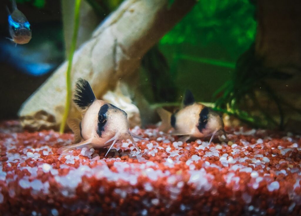 Assessing the Hardiness of Panda Corydoras