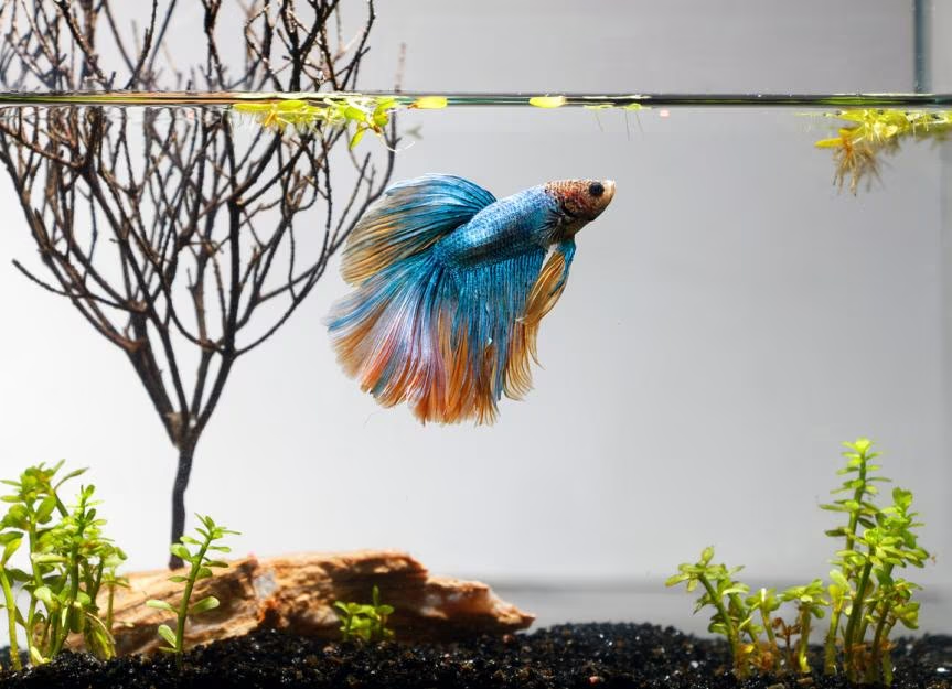 Can A Betta Live In a 1-gallon Tank?