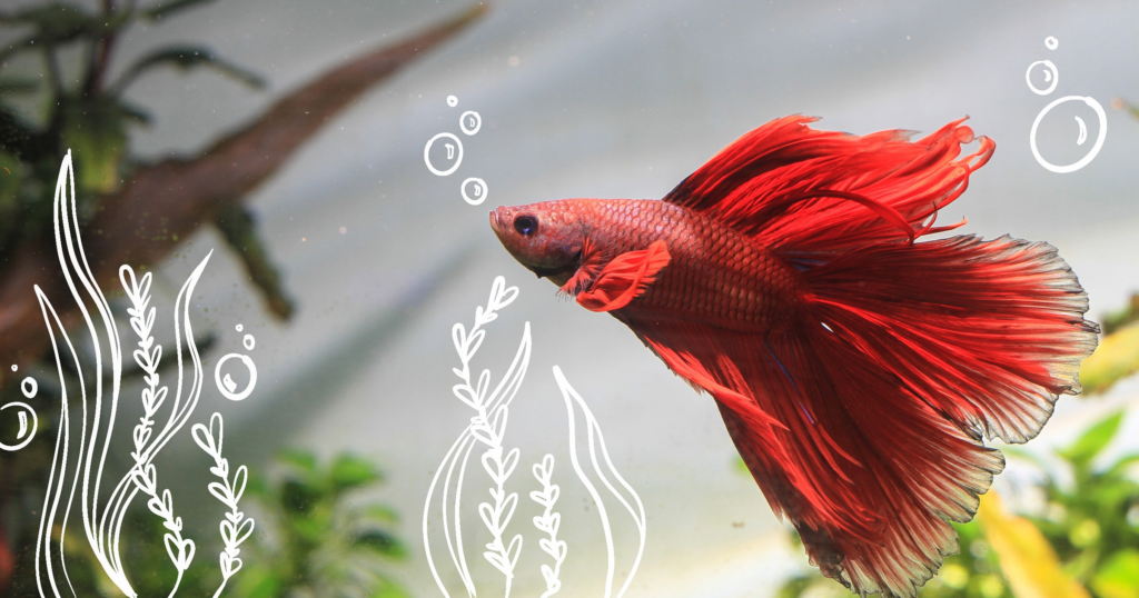 Creating an Optimal Environment for Betta Fish