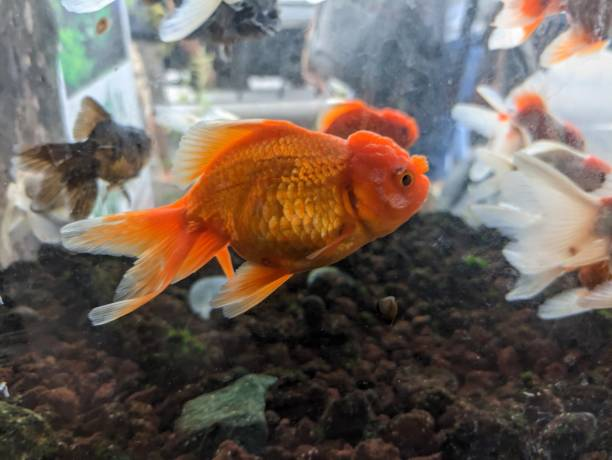 What are the ideal tank conditions for a Ryukin Goldfish?