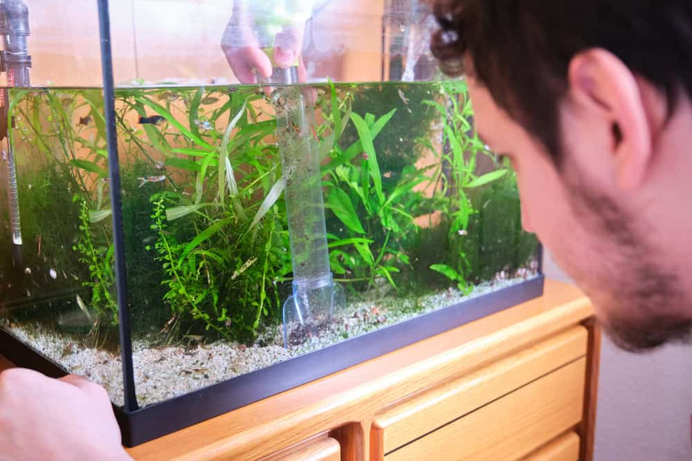 Maintaining Water Quality in Fish Tanks with Regular Gravel Cleaning