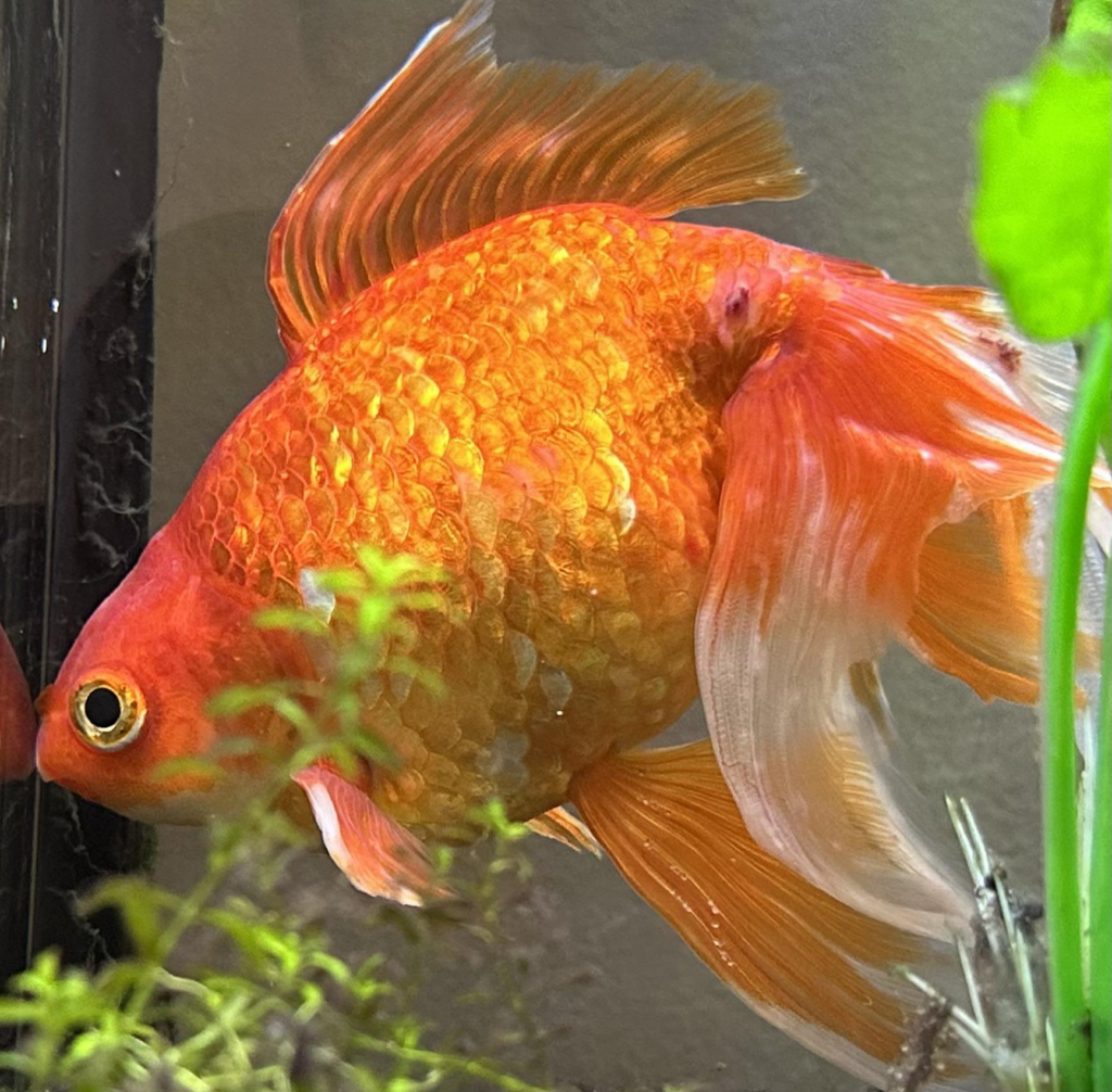 Sick Fantial Goldfish with a red sore on its tail