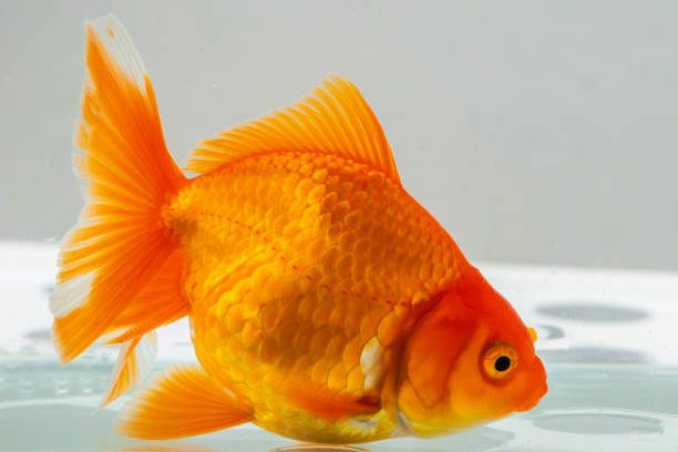 Guide to Fantail Goldfish Care, Breeding, and Advanced Tips