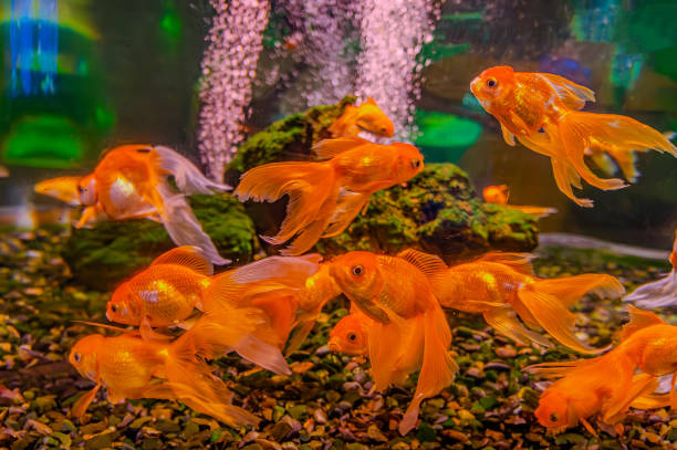 Fantail goldfish swimming happily in their aquarium