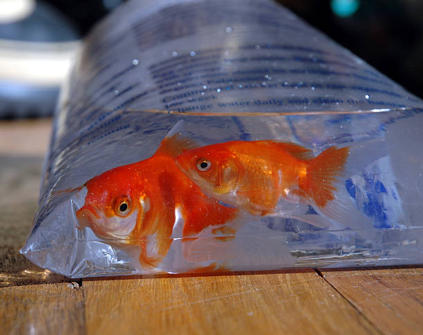 How to breed Fantail Goldfish?