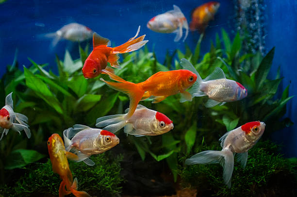 Are Fantail Goldfish compatible with other fish?