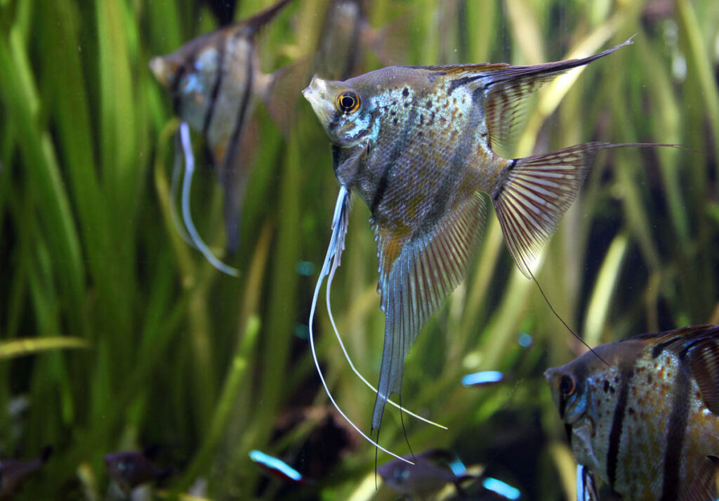 Angelfish in planted aquarium