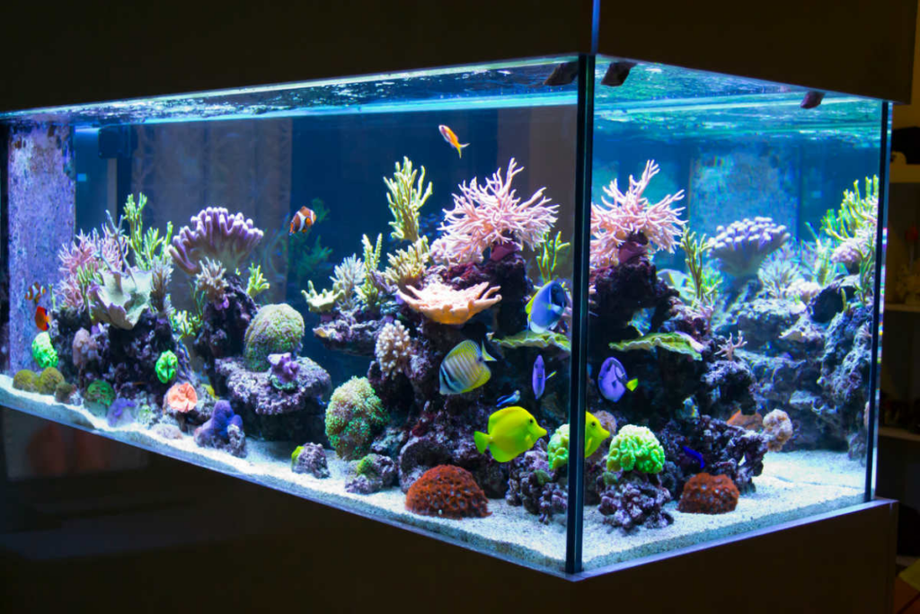 Why Are Fish Tanks So Expensive?