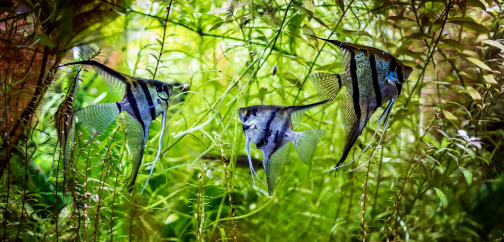 Habitat and Natural Environment of Freshwater Angelfish