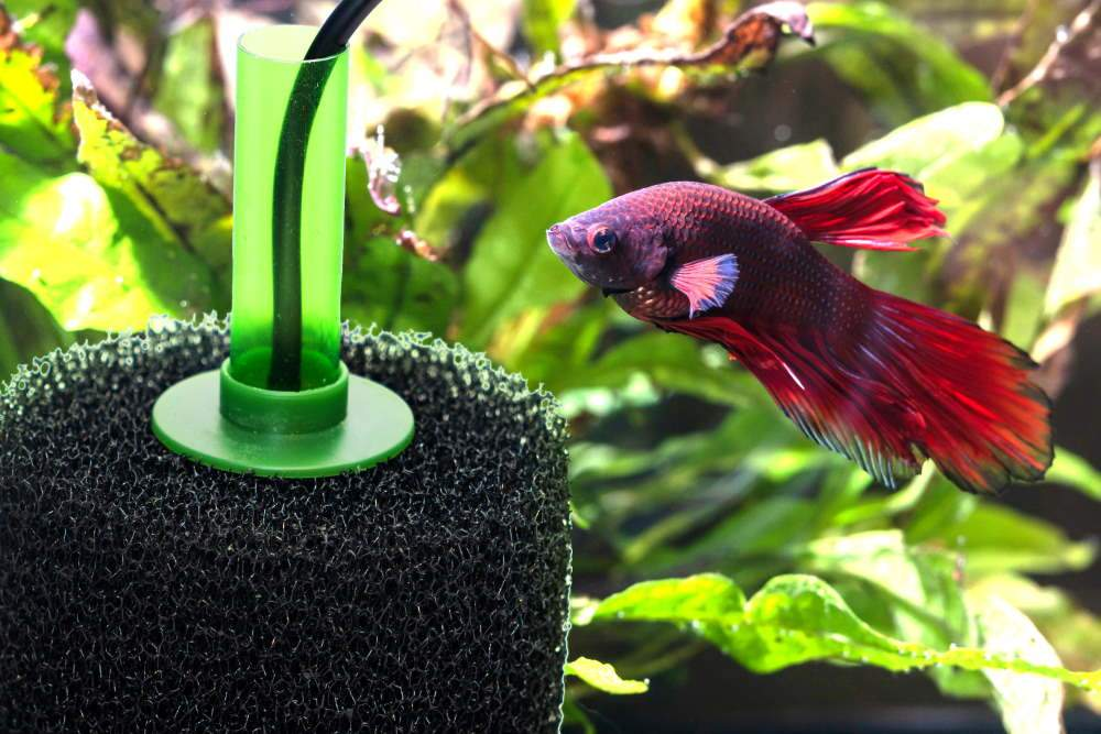 What Type Of Filter Is Best For A Fish Tank?