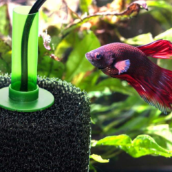 What Type Of Filter Is Best For A Fish Tank?