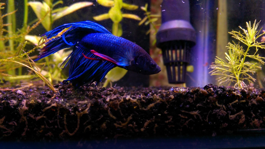 Betta in a tank with a hang-on-back-filter