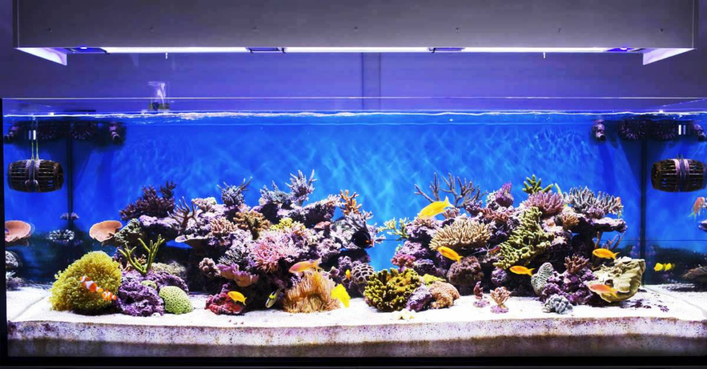 Factors Affecting Fish Tank Pricing