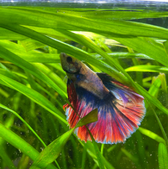 Betta Fish can eat human food with the right preparations