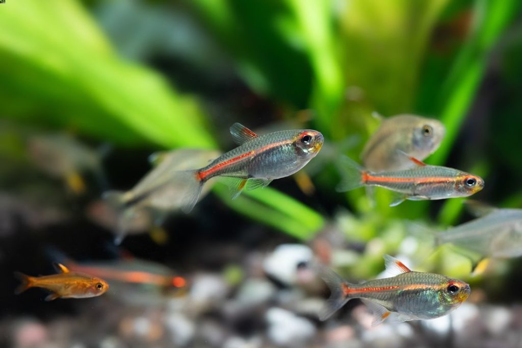 How do glowlight tetras reproduce?