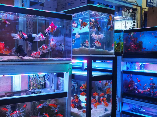 Exploring the Cost of Materials in Fish Tank Production