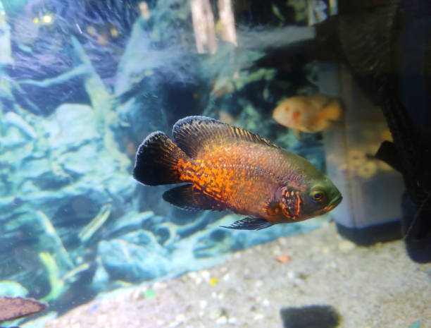 Copper Oscar Fish Physical Characteristics