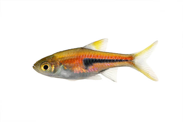 Rasbora