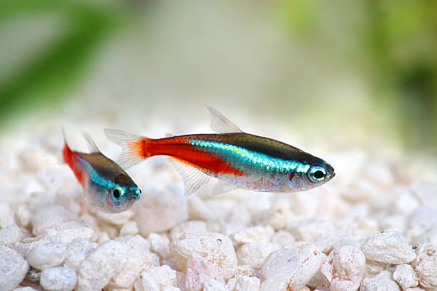 Tetras