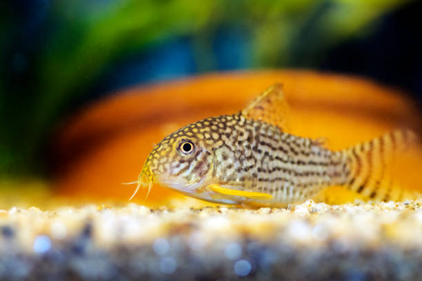 Corydoras Catfish