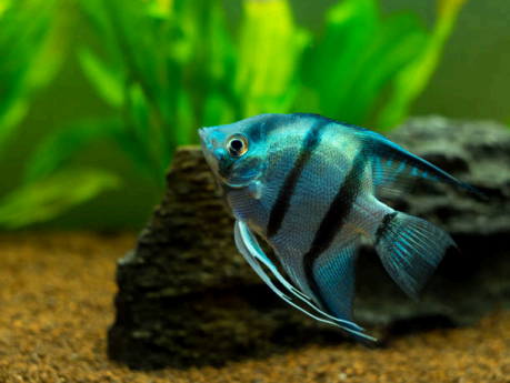 The Striking Beauty of Zebra Angelfish