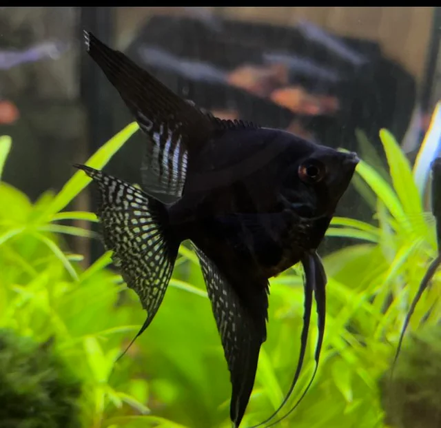 Black Lace Angel Fish displaying its unique physical characteristics