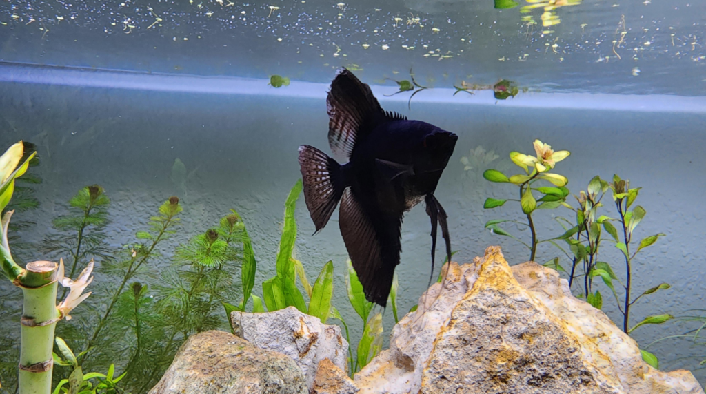 Happy Black Lace Angel Fish in a planted aquarium