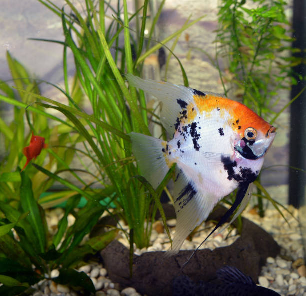 Koi Angelfish: A Complete Guide 