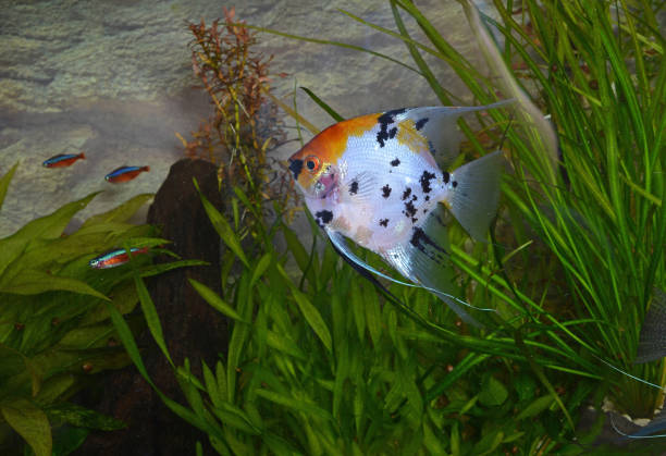 Beautiful Koi Angel Fish in a planted tank